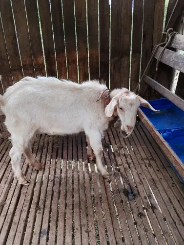 Cabrito