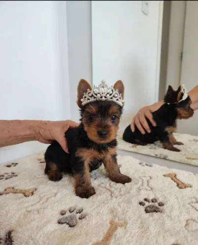 Princesa Yorkshire Terrier Encantadora e Muito Fofinha