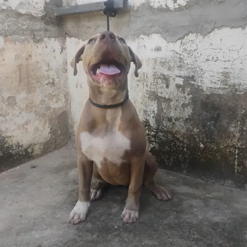 Pitbull fêmea 4 meses com todas as vacinas