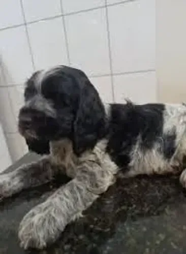 Cocker Spaniel amor em forma de filhote.
