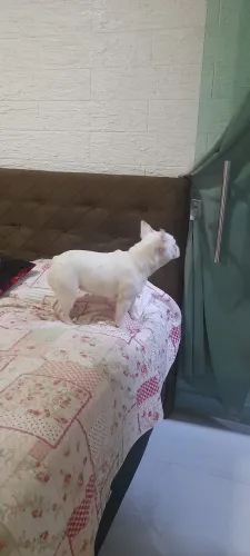 Buldogue Francês mine