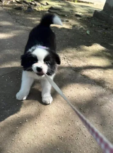 Border Collie fêmea