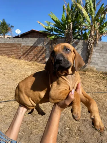 Fila brasileiro