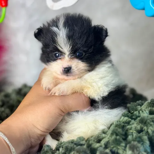 Filhote Lulu da Pomerânia 
