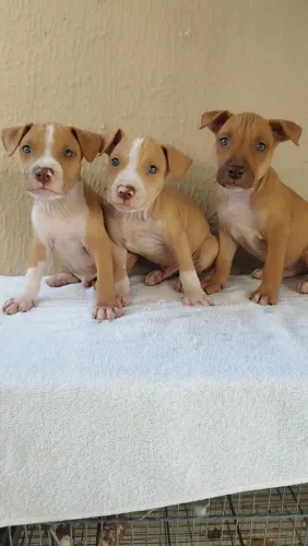 Pit Bull red nose 