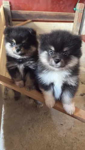 Filhotes de Lulu da Pomerânia 