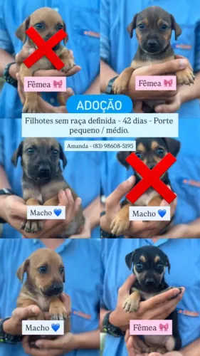 Filhotes sem raça definida - 45 dias 