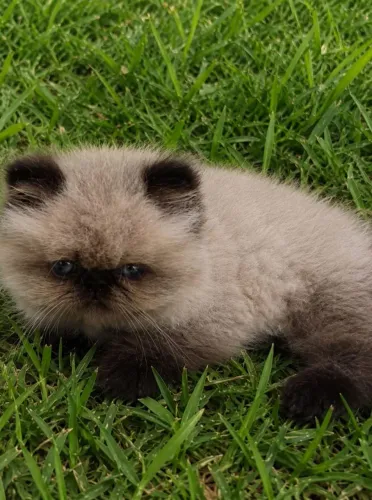 Vendo gato persa lindo de dois meses