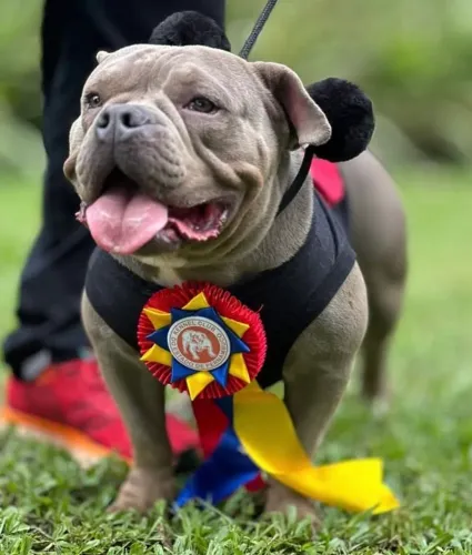American bully fêmea 