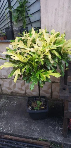 ?Plantas Varias na promoção ?