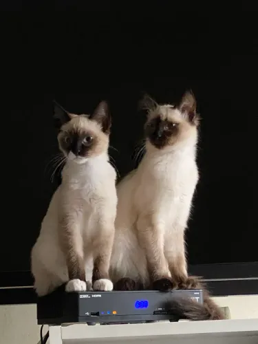 Doação 2 Gatas mestiças siamês e ragdoll