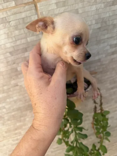 Chihuahua