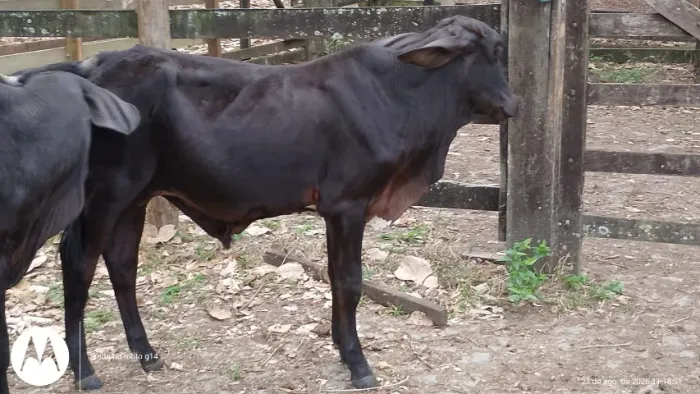 bezerros