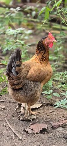 Galinhas caipira 