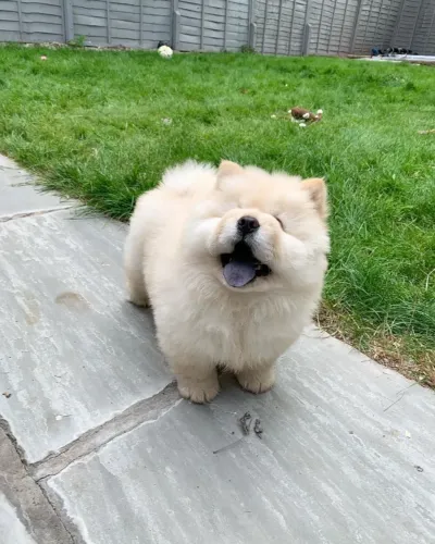 Filhotes de Chow Chow  | Um companheiro incrível te espera