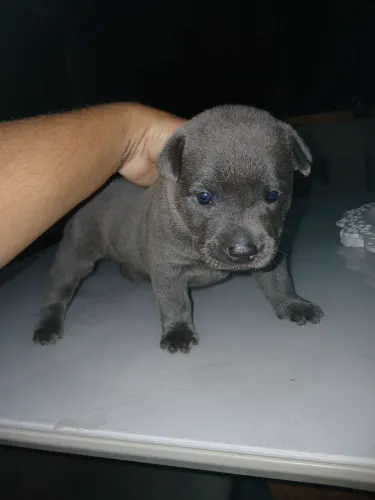 Cachorro