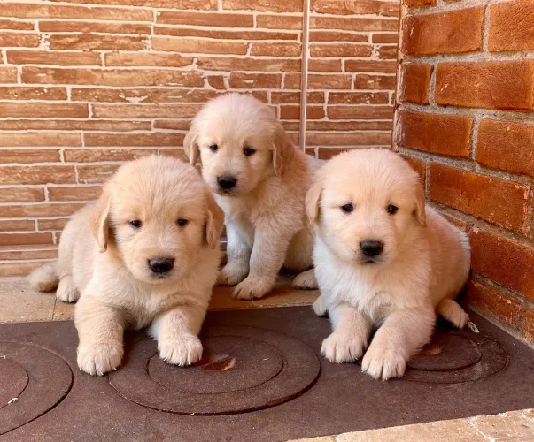 Três filhotes Golden Retriever disponíveis 