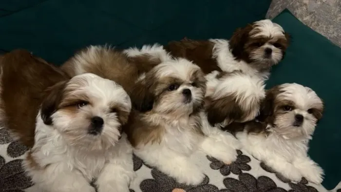 Shih-Tzu Minúsculos e de Várias Cores