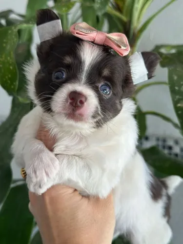 Chihuahua fêmea. Linda para alegrar o seu Natal! 50 dias