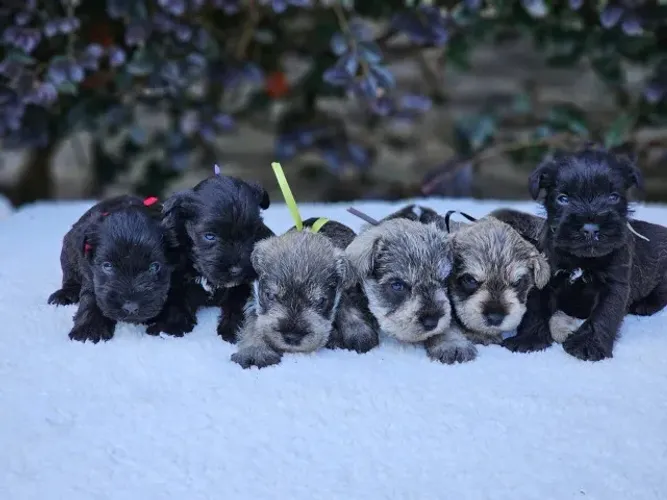 Schnauzer Miniatura | Criação Responsável