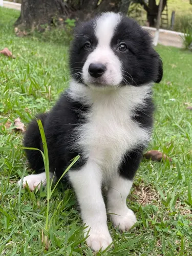 Filhote Border Collie Triunfokennel.es
