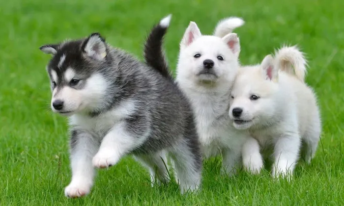 Husky preto, todo branco com olhos azuis veja cores