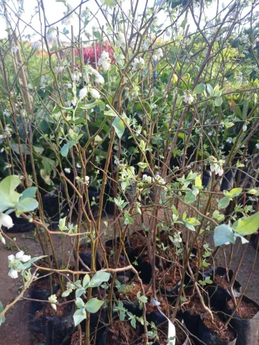 Mudas de frutíferas enxertadas- Qualidade 100% orgânicas 