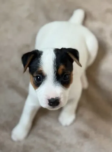 Jack Russell Terrier - Filhotes de Pelagem Lisa, Quebrada ou Áspera com Qualidade e Garant