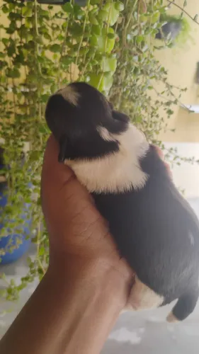 Shih Tzu Para Reserva