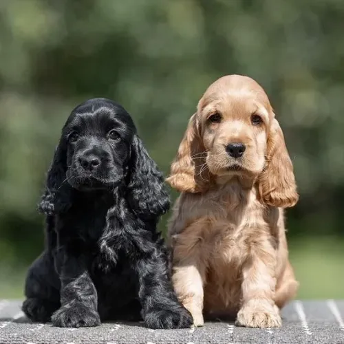Cocker Spaniel á venda