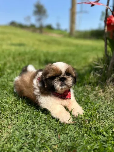 filhote shih tzu