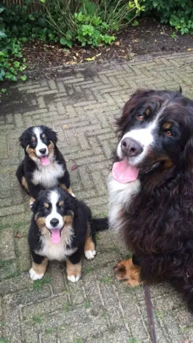 bernese filhotes