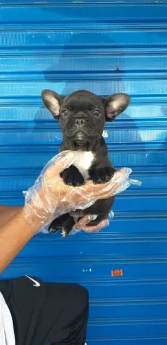 Bulldog frances Padrão CBKC