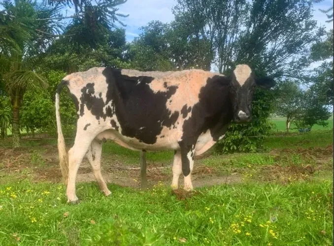 Vaca Holandêsa - Inseminada Touro Holandês P.O - 06 meses