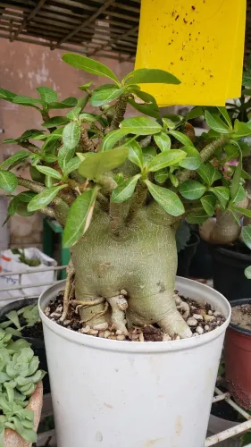 Planta Adenium Obesum