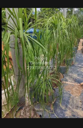 Planta Pata de Elefante!