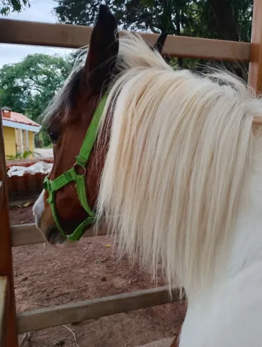 Lindo cavalinho pampa