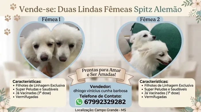 spitz alemão