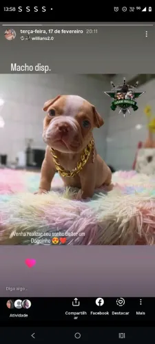 American Bully micro