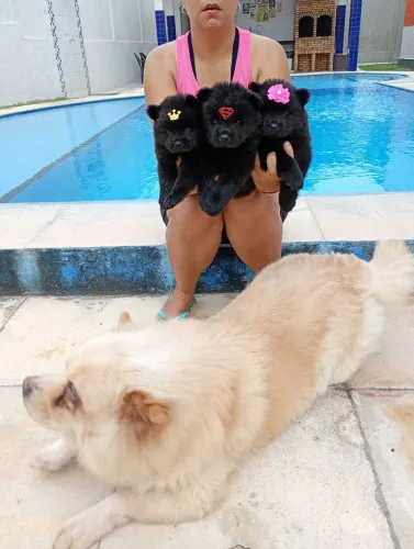 Chow chow de alto padrão da raça.