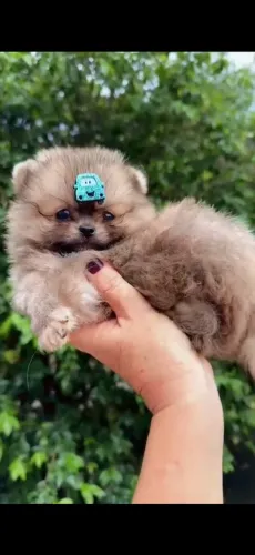 Macho de Spitz alemão