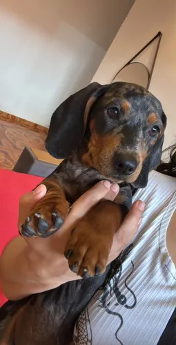 Filhotes Dachshund macho