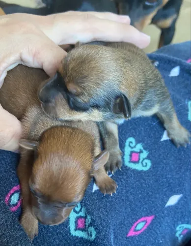 Vendo filhote de cachorro pinche