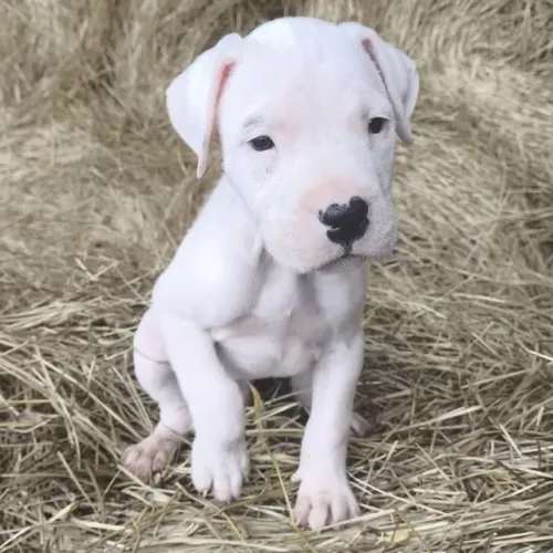 Dogo Argentino Fêmea 2 meses