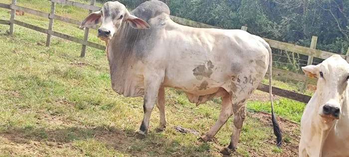 Boi Tabapuã 