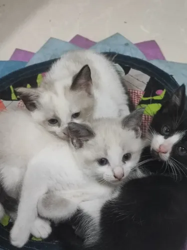Gatinhos para adoção