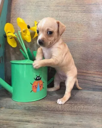 pinscherr x chihuahuaa