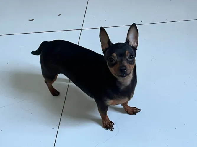 Doa-se cachorros