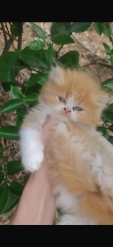 Filhote gato persa macho