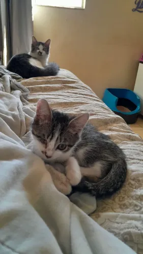 Gatinha 2 meses pra adoção Responsável